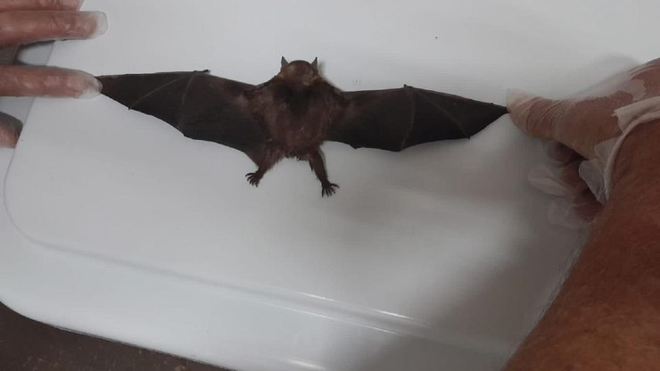 Morcego com raiva é identificado em Jundiaí