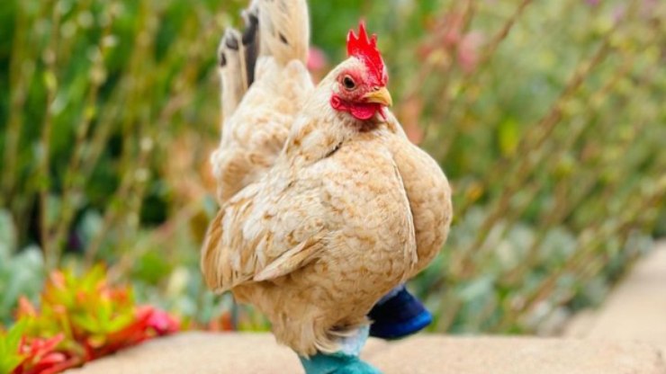 Galo de botas faz sucesso na web e precisa de ajuda para
tratamento