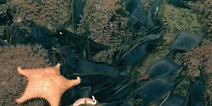 Cientistas acham "2,6 milhões de ovos dourados" perto de vulcão
