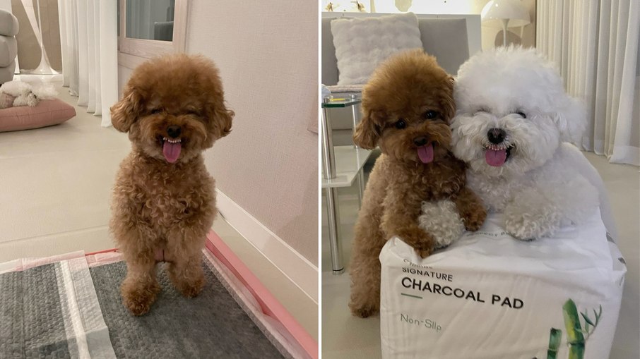 Cachorrinhos fazem caretas Cachorrinhos fazem caretas
