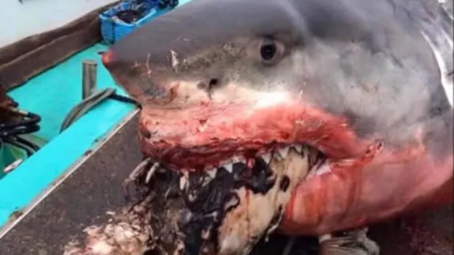 Morte do tubarão deixou pescadores chateados