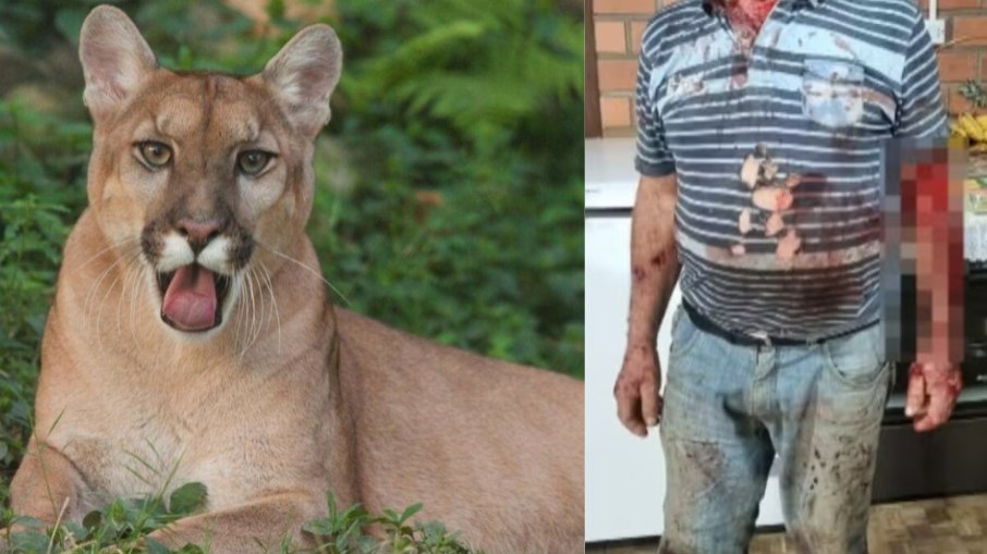 Idoso ficou ferido após encontro com felino Idoso ficou ferido após encontro com felino