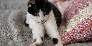 Gatos "amassam pãozinho": o que significa esse gesto fofo?