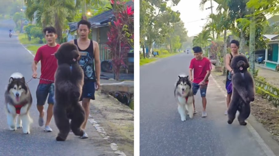 Cão chama atenção pelo gingado durante passeio Cão chama atenção pelo gingado durante passeio