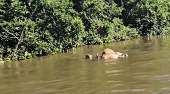 On%C3%A7a-pintada%20%C3%A9%20flagrada%20arrastando%20boi%20no%20Pantanal
