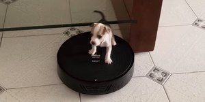 Vídeo: cachorrinha viraliza ao fazer aspirador robô de skate