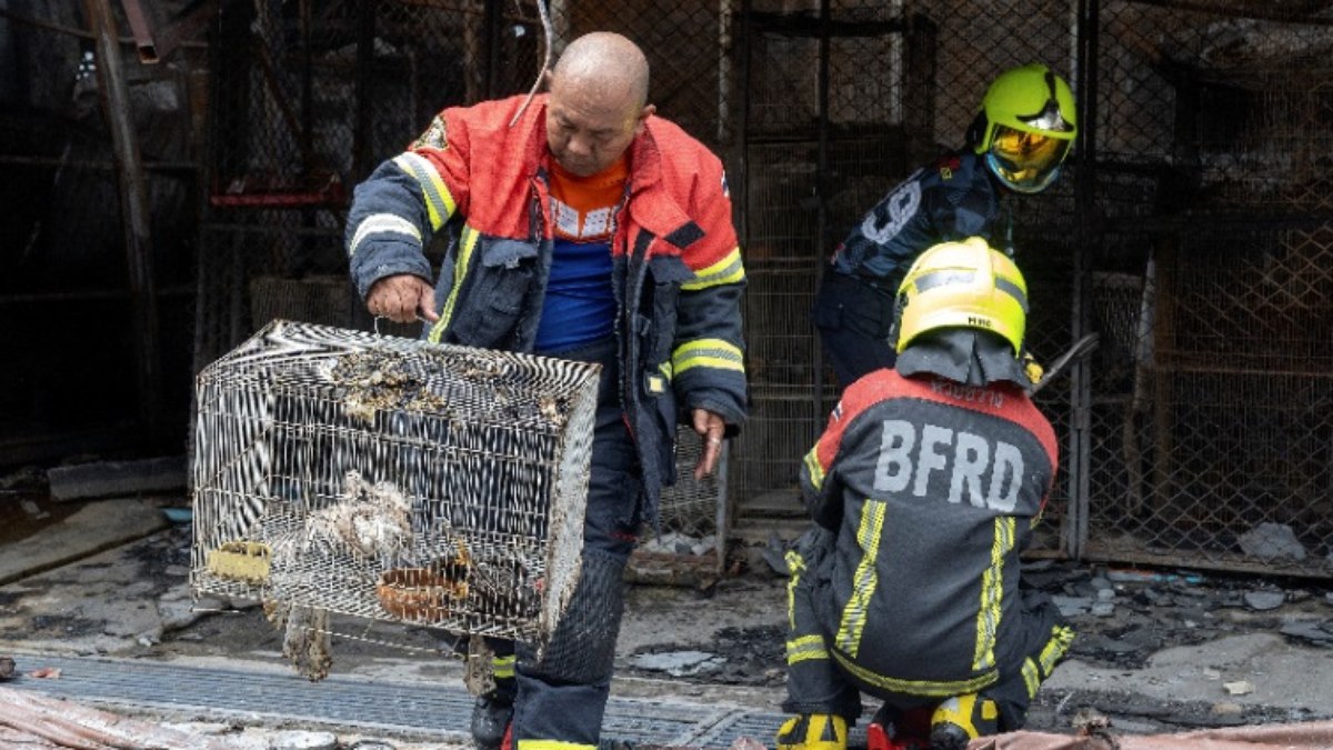 Mais de mil animais morreram em incêndio na Tailandia