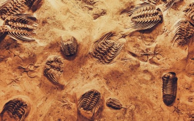 Mistério de Gondwana é revelado com trilobitas de 490 milhões de anos