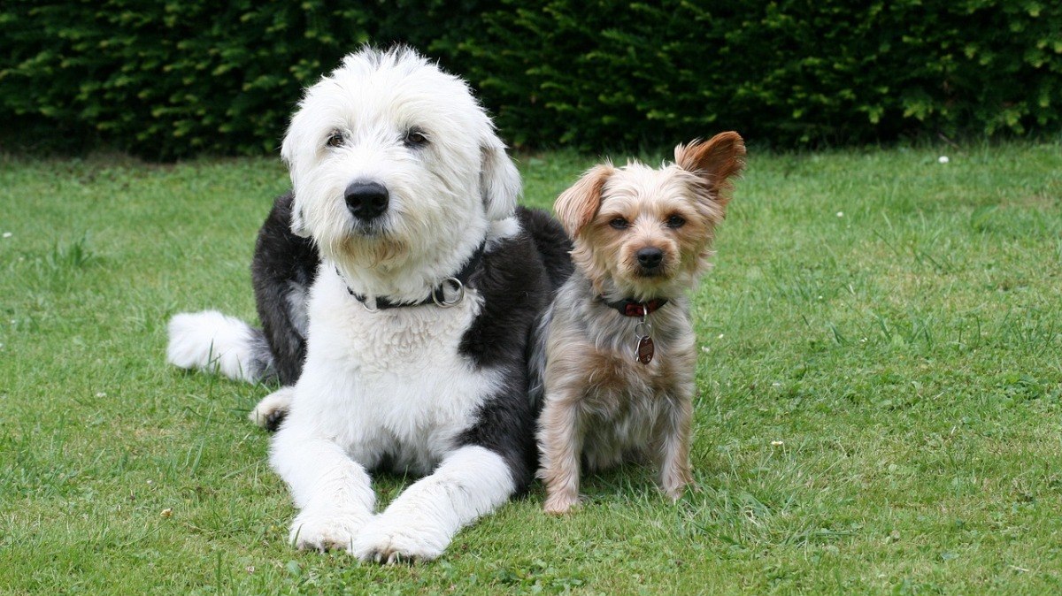 Filhote De Cachorro Inglês Velho Do Sheepdog Foto de Stock