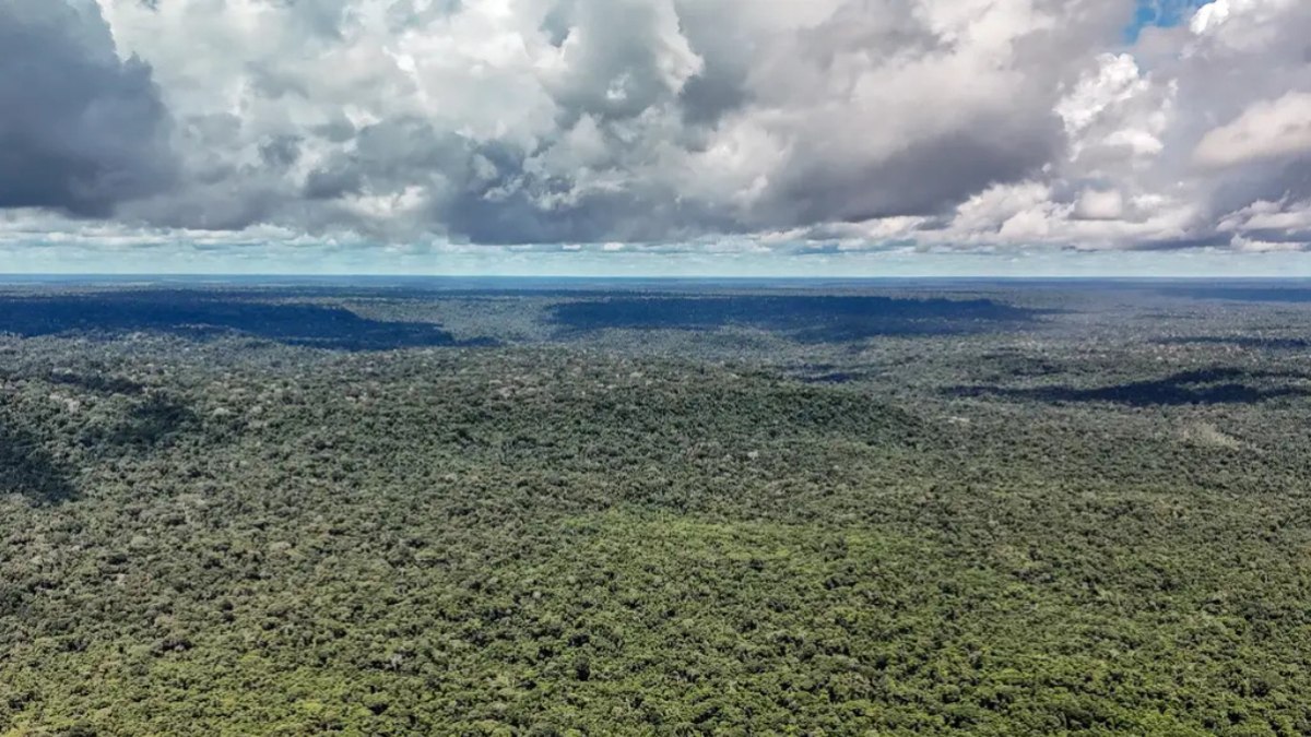Crédito de carbono: o Brasil vai ver este bonde passar? - QTU Questões do Universo
