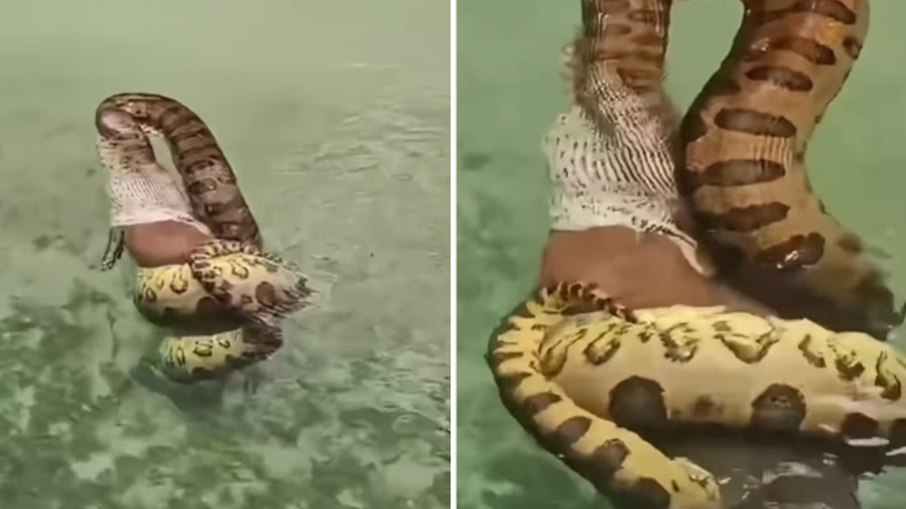 A cena impressionante viralizou nas redes e levantou alertas sobre encontros com a vida selvagem A cena impressionante viralizou nas redes e levantou alertas sobre encontros com a vida selvagem