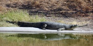 Espécie de crocodilo pré-histórico é identificada na Amazônia