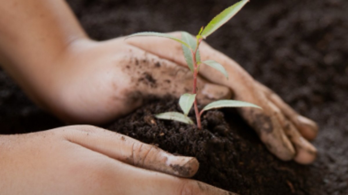 Mais de 100 mudas serão plantadas em ação ambiental no Acre