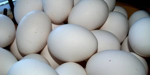 Diferença entre preços dos ovos é a menor do ano