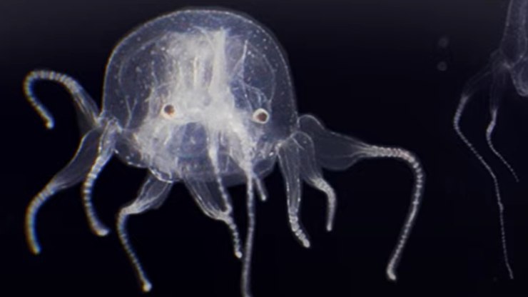 Criatura com 24 olhos é descoberta em lago