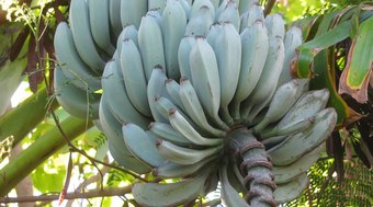 Banana%20Blue%20Java%3A%20fruta%20azul%20tem%20sabor%20que%20lembra%20baunilha