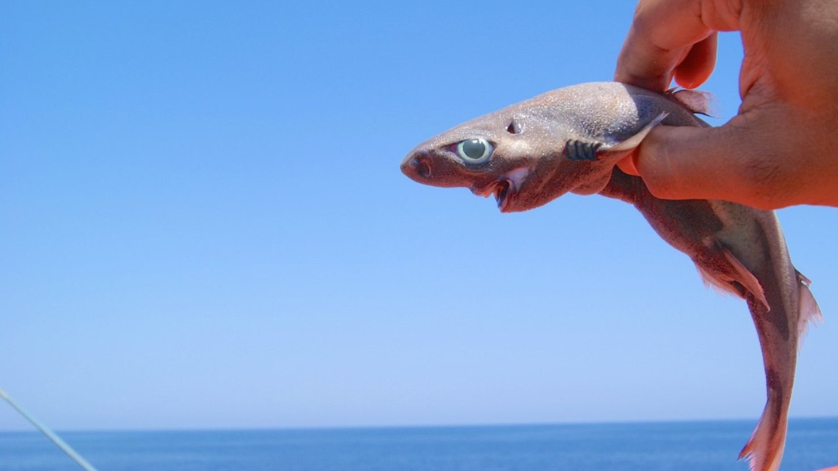 Gênero Etmopterus é um grupo que reúne 43 espécies conhecidas de tubarões-lanterna Gênero Etmopterus é um grupo que reúne 43 espécies conhecidas de tubarões-lanterna