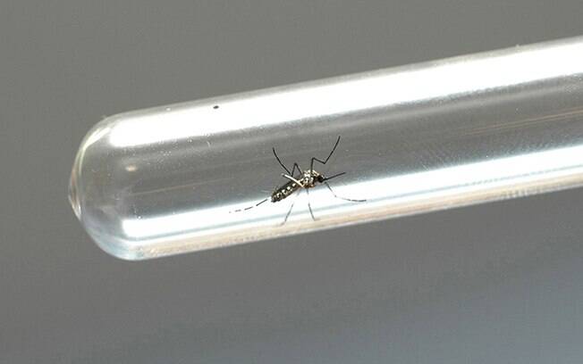 Capital registrou quase 6 casos por dia de dengue em 2020