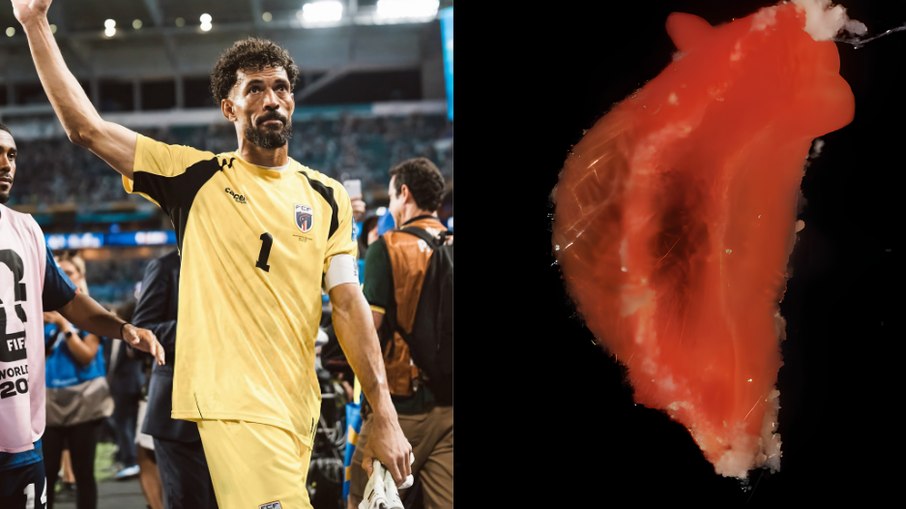 O goleiro Vozinha e o molusco Aldisa vozinha