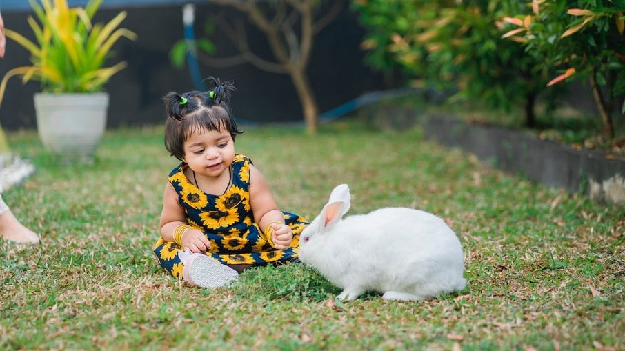 Coelhos Nova Zelândia convivem bem com crianças 