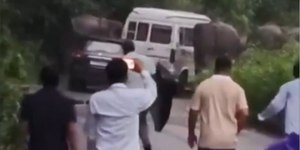 Manada de elefantes cerca e ataca van com professores