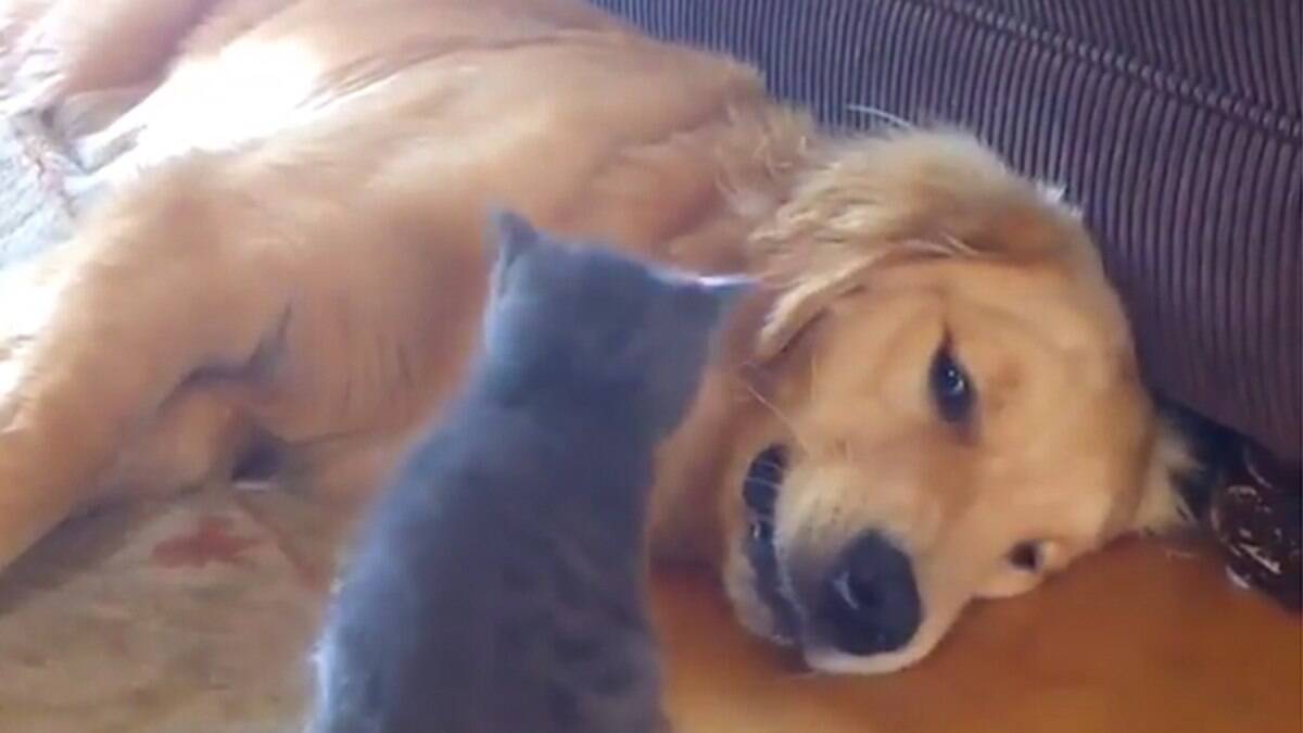 CACHORROS e GATOS engraçados brincando com OBJETOS ANIMADOS 🐶🎈🐱 