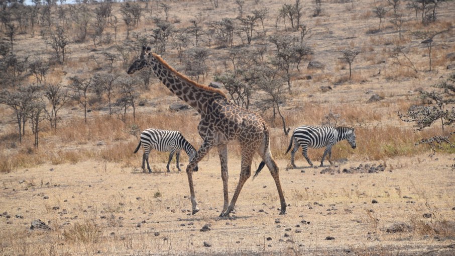O interior do Rift Valley é uma das regiões com mais animais da África O interior do Rift Valley é uma das regiões com mais animais da África
