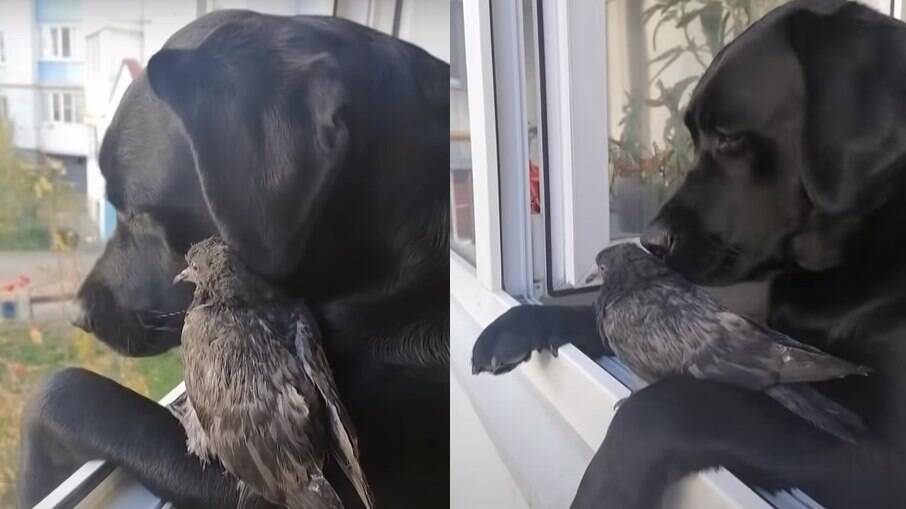 A tutora de Yunona decide ajudar a ave que acaba se tornando amiga da cachorra de estimação