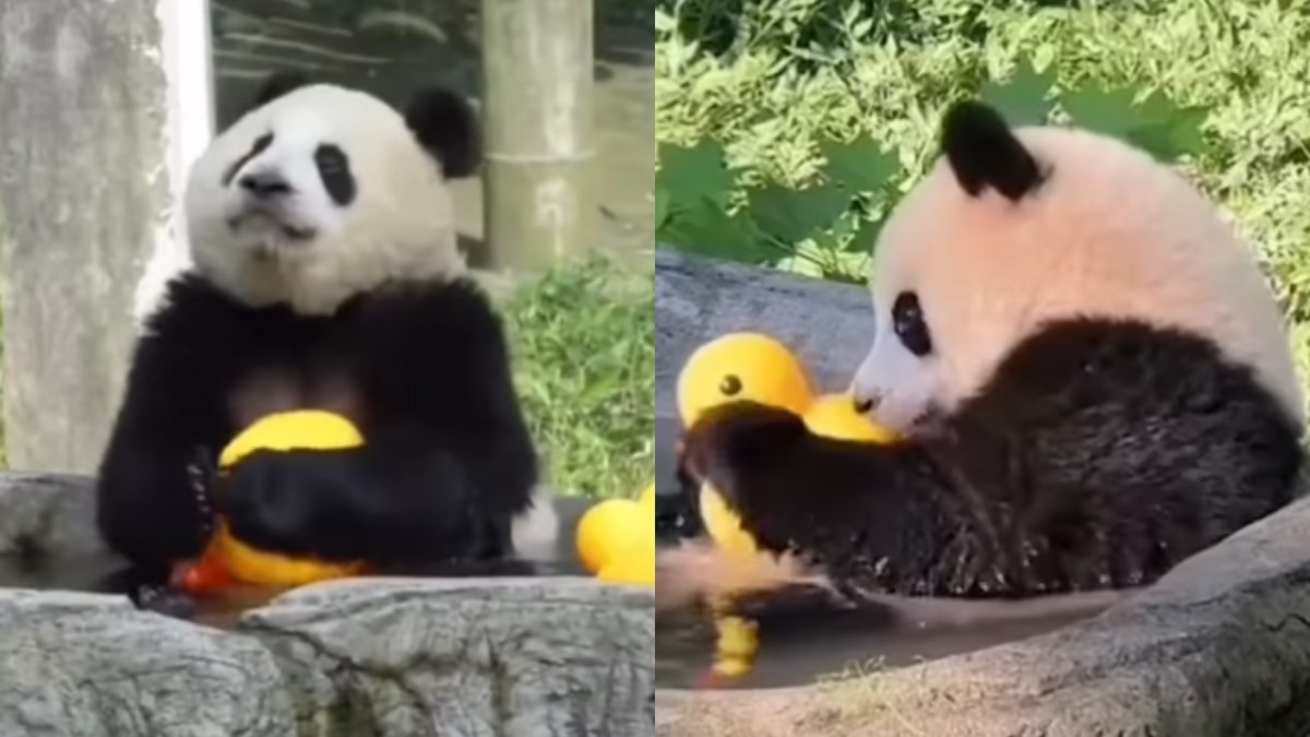 Urso panda brinca com pato de borracha Urso panda brinca com pato de borracha