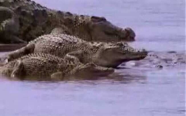 Não se sabe ao certo o tamanho do crocodilo Gustave, mas estima que ele tenha quase 7 metros de comprimento