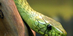 Mamba-verde ataca e mata YouTuber que fazia vídeos com cobras
