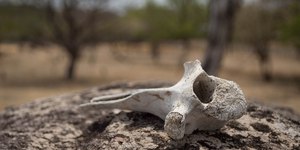 Restos de 3 mil anos revelam possível sacrifício humano no Peru