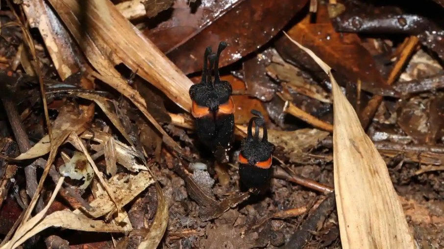 Thismia daemona, a Thismia daemona, a
