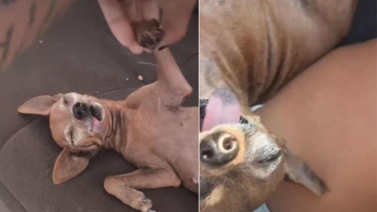 Pinscher se finge de morto, mas reage ao ver dona ganhar um beijo