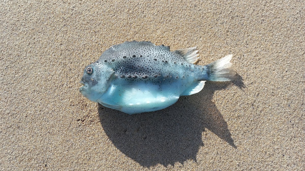 Lumpsucker (Cyclopterus lumpus) Lumpsucker (Cyclopterus lumpus)