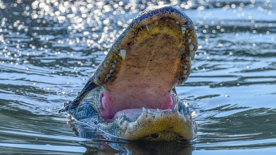 Jacaré-americano ou alligator Jacaré-americano ou alligator