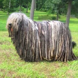 Komondor - undefined