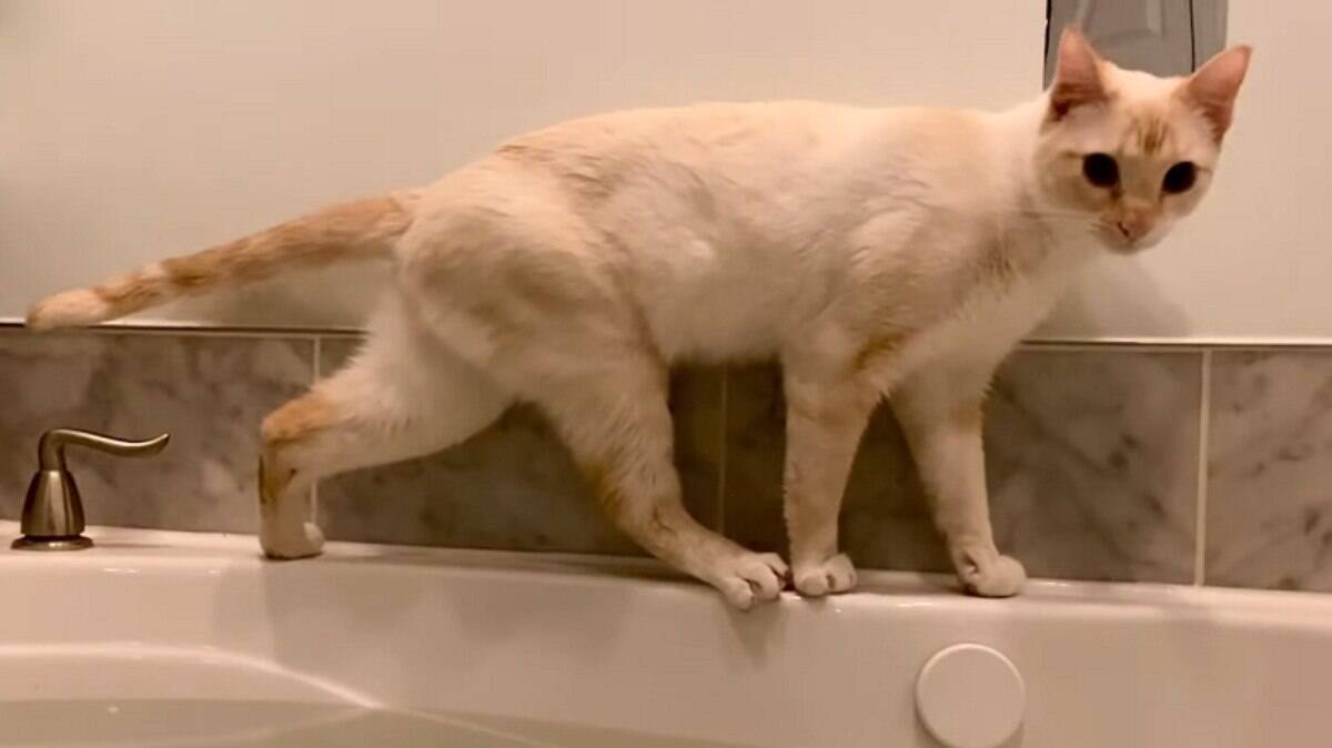 Gato cai dentro da banheira com mulher