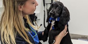 Cães e gatos precisam de ‘exame de vista’? Especialistas respondem