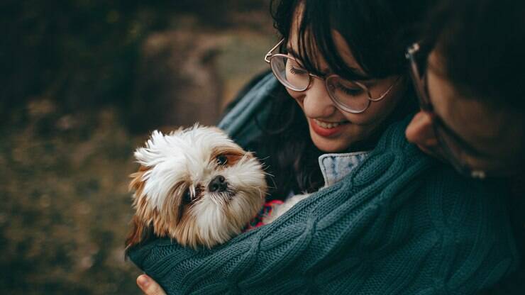 10 curiosidades sobre a raça Shih Tzu