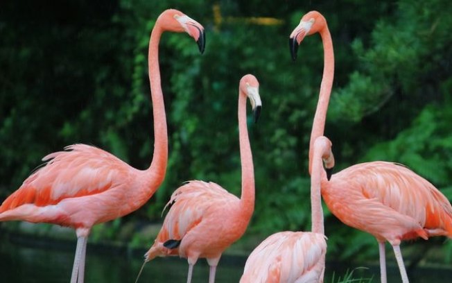 Quase tudo o que sabíamos sobre a evolução das aves estava errado