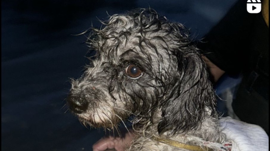 Cachorro é salvo por voluntários na enchente que afeta o Rio Grande do Sul