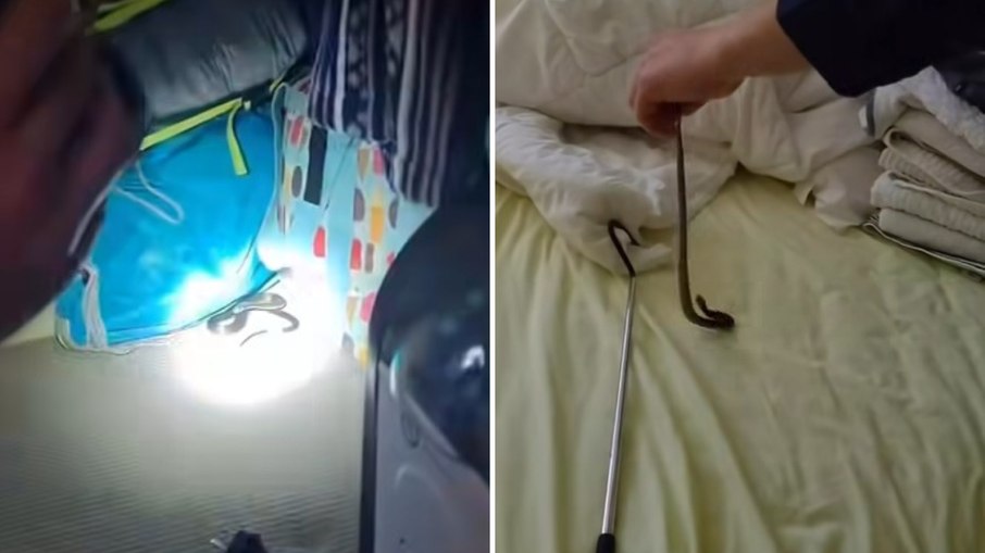 Cobra venenosa é achada escondida em armário na Austrália Cobra venenosa é achada escondida em armário na Austrália