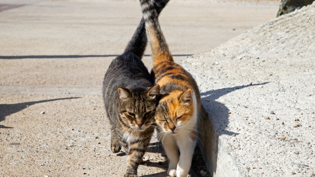 Gatos da Ilha Syros, na Grécia