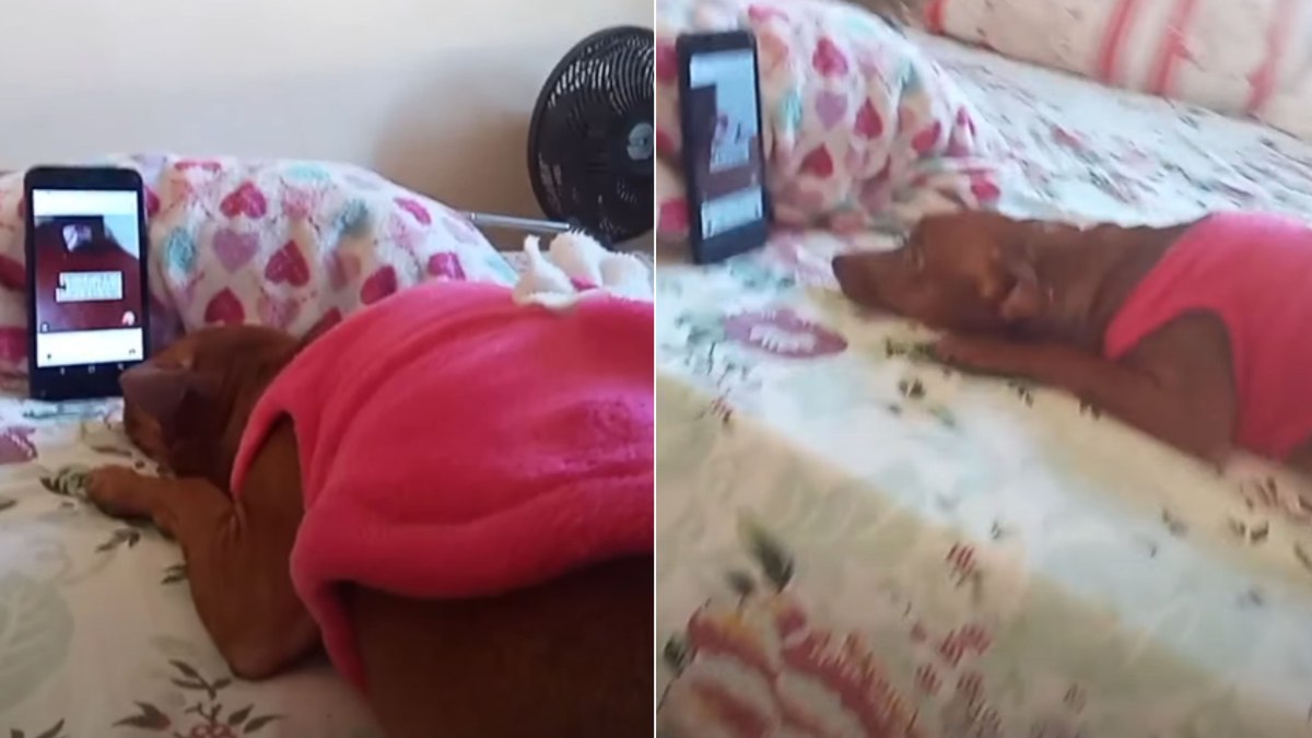 Cadela cria hábito curioso de assistir aos próprios vídeos