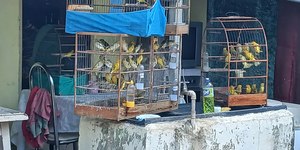 Polícia Ambiental apreende aves vendidas ilegalmente na internet