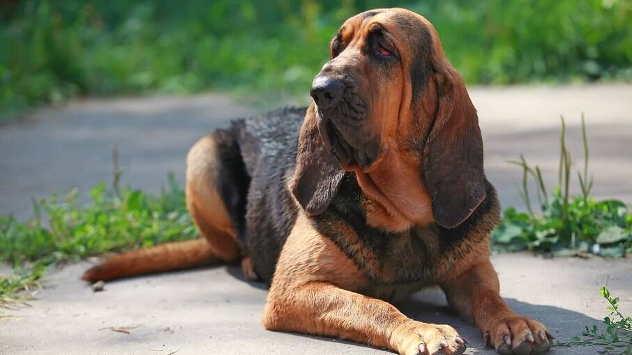 O Bloodhound pode sofrer com doenças comuns de cães de grande porte