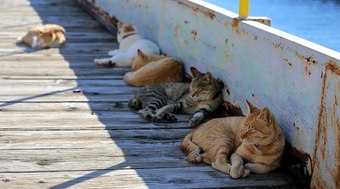 Conhe%C3%A7a%20onde%20moradores%20recebem%20para%20cuidar%20de%20gatos