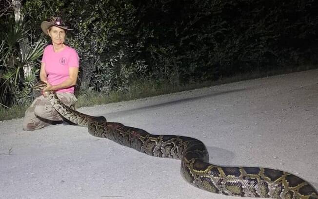 As cobras píton são muito encontradas no sul da Flórida