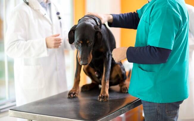 Para chegar a um diagnóstico preciso, é necessário observar atentamente o comportamento do animal e realizar uma série de exames laboratoriais